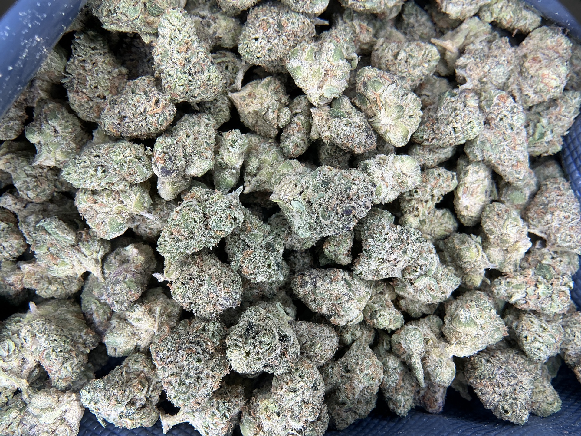Apple Sherbert THCa Flower (Exotic) / 1 Gram